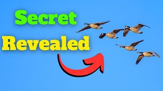 Why Do Geese Fly in a V? | Canada Goose 3-Minute Guide