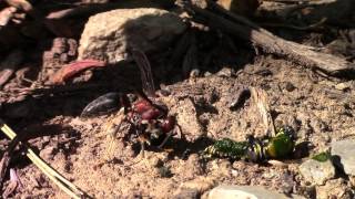 Wasp Eating Monarch Caterpillar Wasp Eats Monarch Caterpillar Fyv