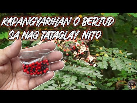 BISA O BERTUD SA NAG TATANGAN NITO KAPANGYARIHAN SA PANINIWALA 