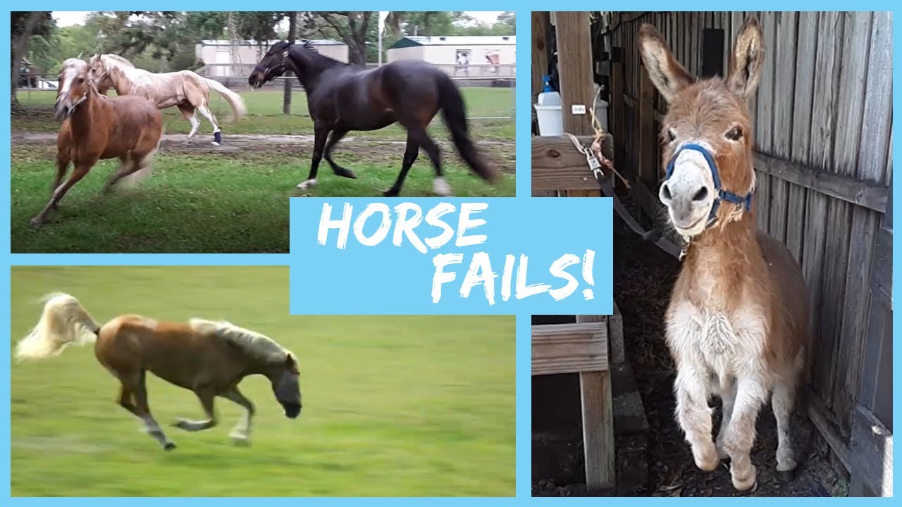 Horse Fails/Funny! YouTube