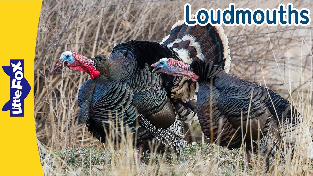 Loud Mouth Animals! | Wild Turkey, Parrot, Hyena & Baboon |  Little Fox