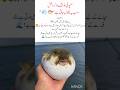 "Pufferfish – The Inflating Wonder of the Sea 🐡💨" #Pufferfish #viralvideo #viralshorts #viral #yt