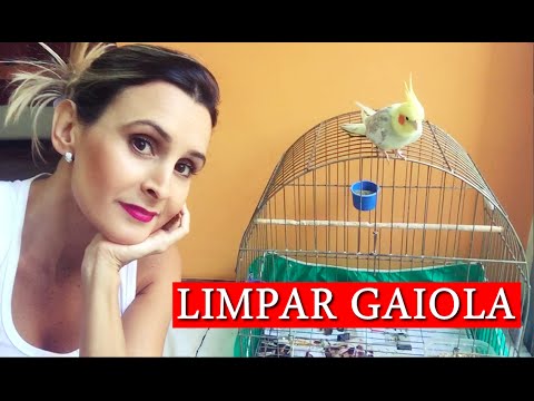 Vídeo: Como Lavar A Gaiola De Um Papagaio