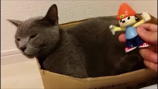 猫とフリースタイルラップバトル！