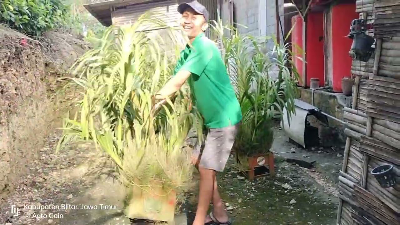 Promo Anggrek Grammatophyllum, Tebu, Macan, Bonus Pupuk