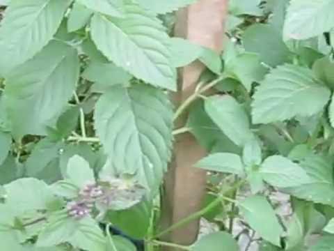 мята как цветет фото