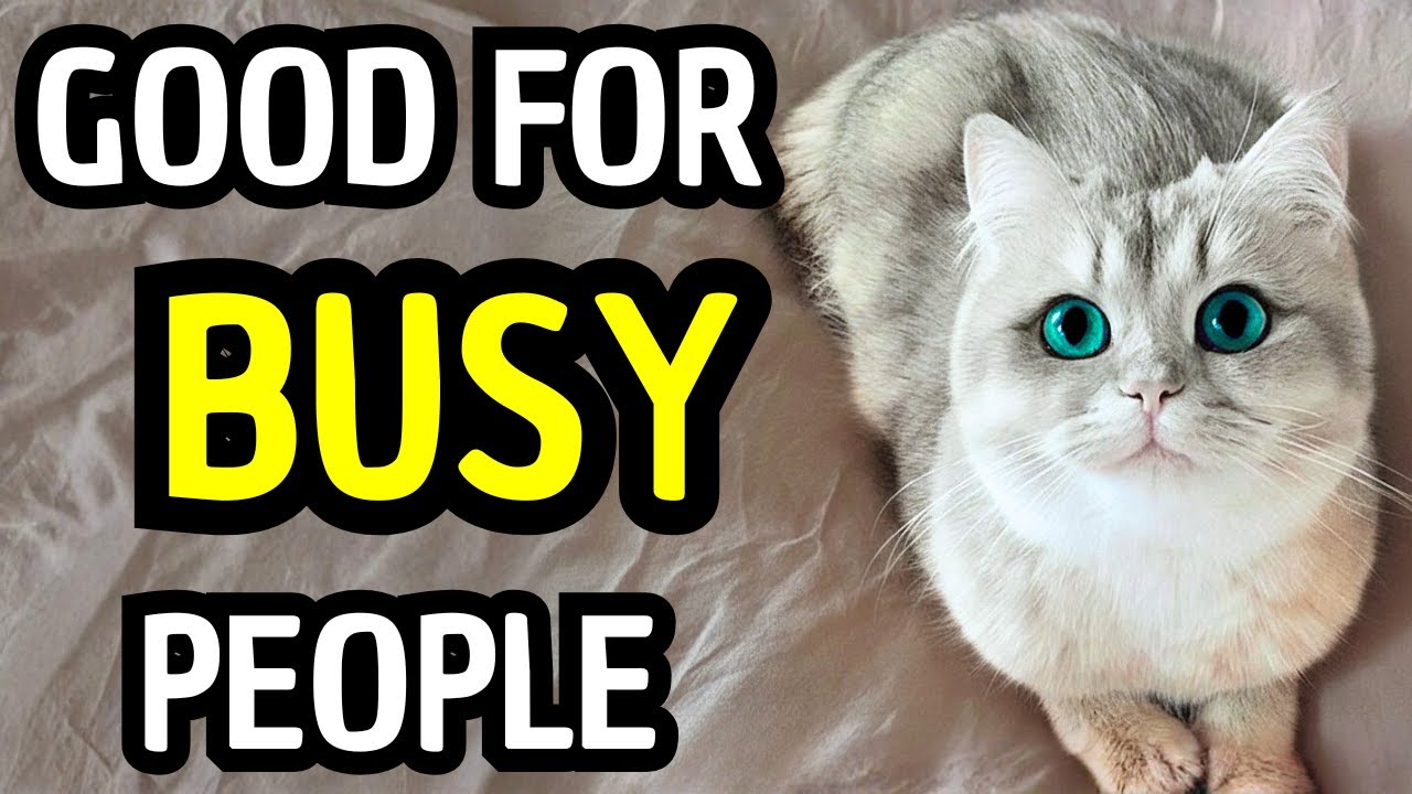 Британская короткошерстная кошка: самая неприхотливая кошка с изысканным шармом.