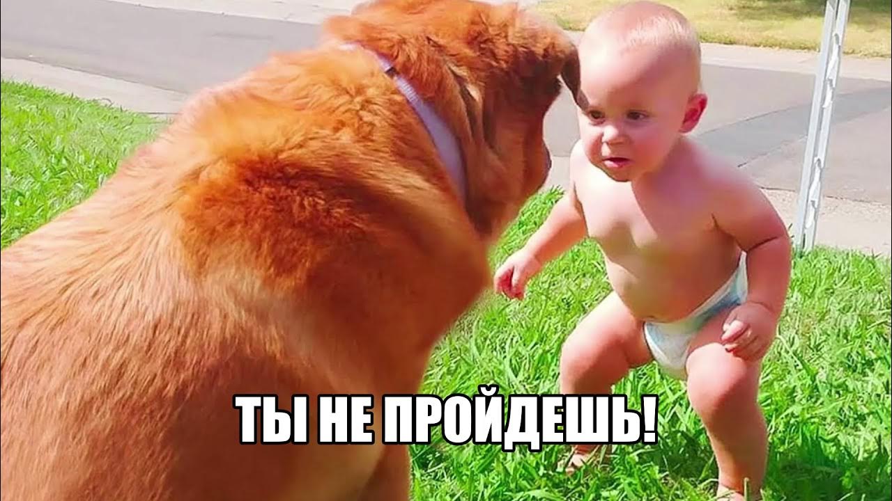 Мопс и кот. Очень смешные видео. Смешные видео ии. Смешные видео ии. Смешные видео ии.