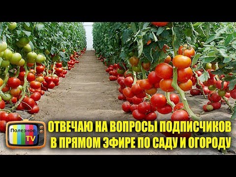 ОТВЕЧАЮ НА ВОПРОСЫ ПОДПИСЧИКОВ В ПРЯМОМ ЭФИРЕ ПО САДУ И ОГОРОДУ