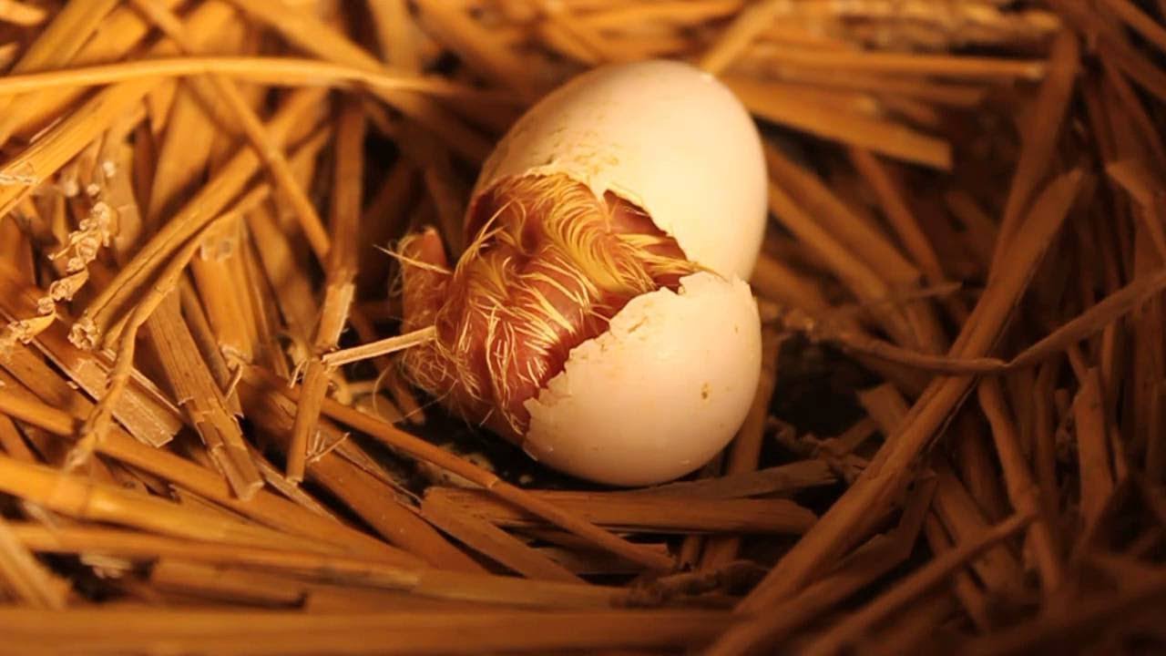 Hatching eggs. Guvercin Yumurtasi. Pigeon's Hatchling. Kids Hatching Eggs in Sholl. Best Egg for Hatching.