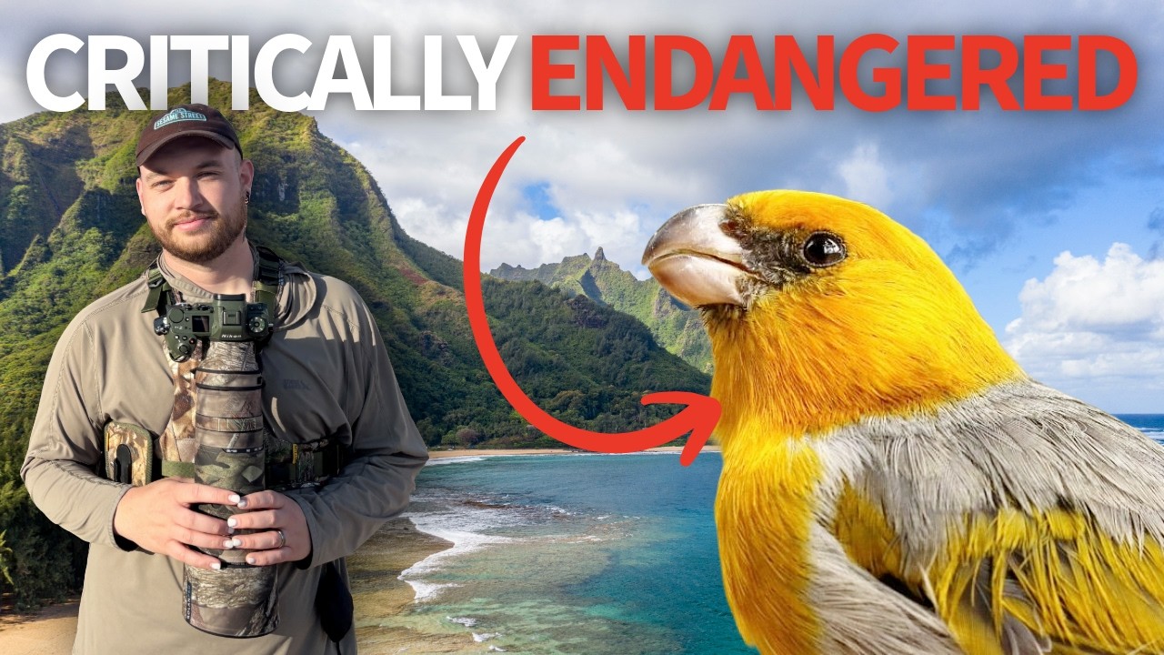 I Traveled to Hawai'i to Find This RARE Bird