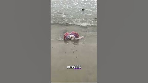 Mermaid Tail Found Washed Up On Jamaican Beach!