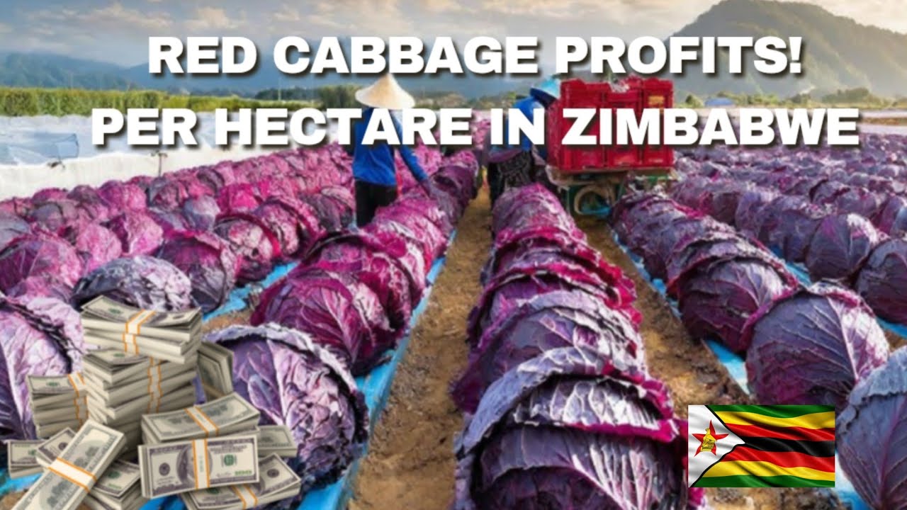 How Much Money A Farmer Can Make Growing Red Cabbage In Zimbabwe 