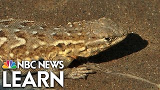 Celebrity Disappearing Lizards Wealth