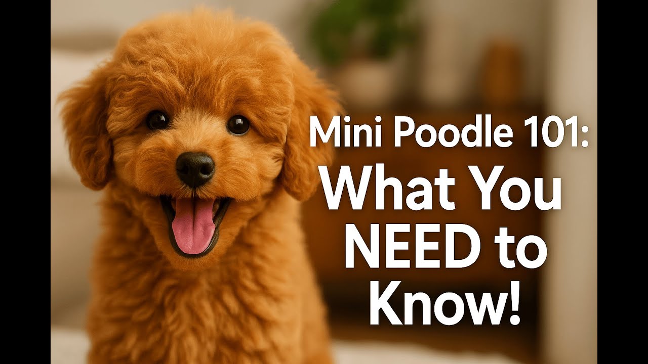 Mini Poodle 101: 5 Things You NEED to Know Before You Get One!