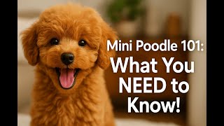 Mini Poodle 101: 5 Things You NEED to Know Before You Get One!