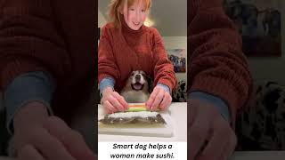 Smart dog helps a woman make sushi.