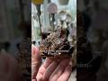Finding Your Light ✨ Crystal Healing Journey (Tourmalinated Quartz &amp; Clusters)