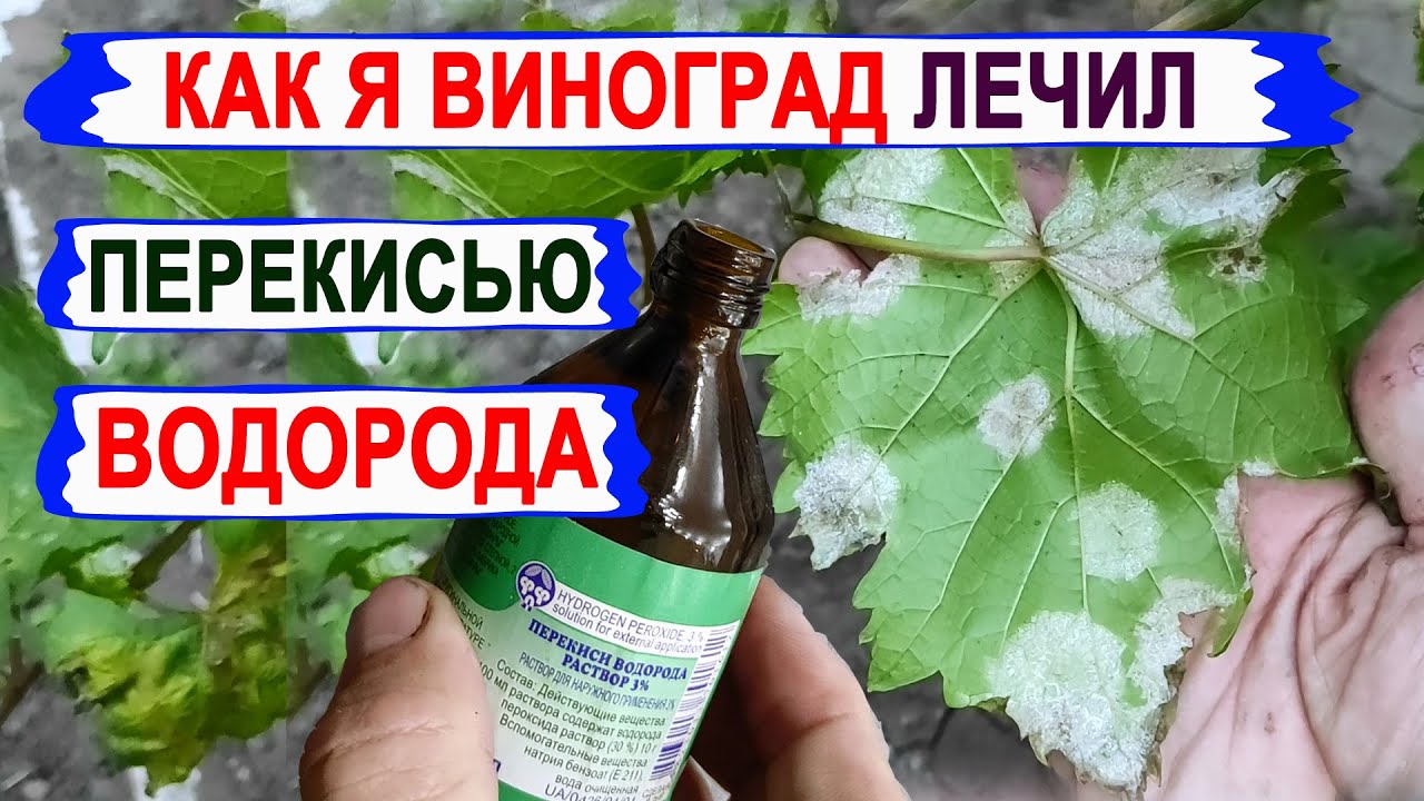 🍇 Спасаю виноград АПТЕЧНОЙ ПЕРЕКИСЬЮ ВОДОРОДА. Просто взял 3% раствор и ...