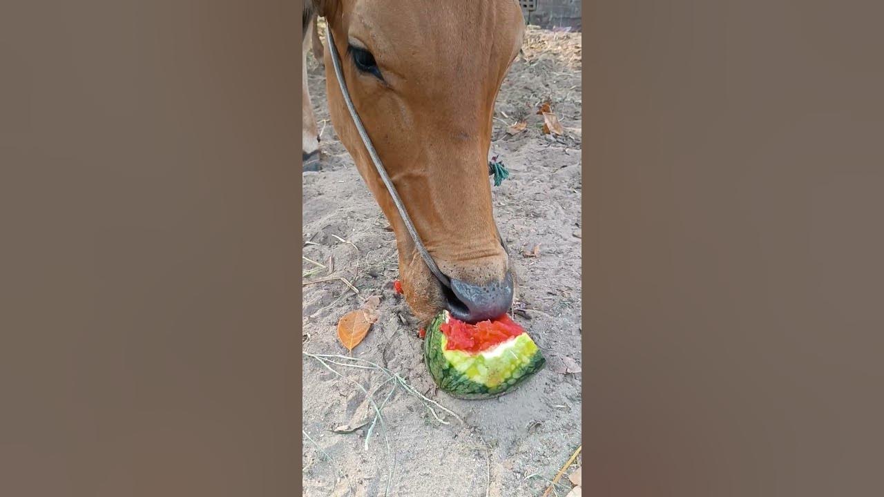 cows love to eat watermelon YouTube