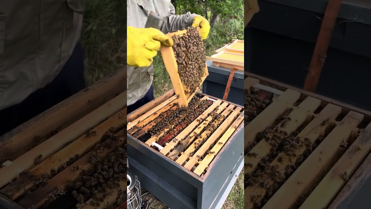 New Buckfast mated queen from 