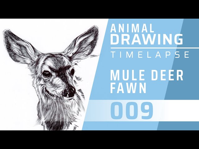 Mule Deer Drawing How To Draw A Mule Deer (Wild Animals) Step By Step