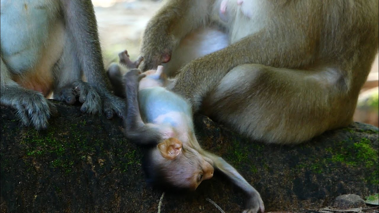 Hmm! Why Little Monkey Brady Fall Back Upside Down Like This?