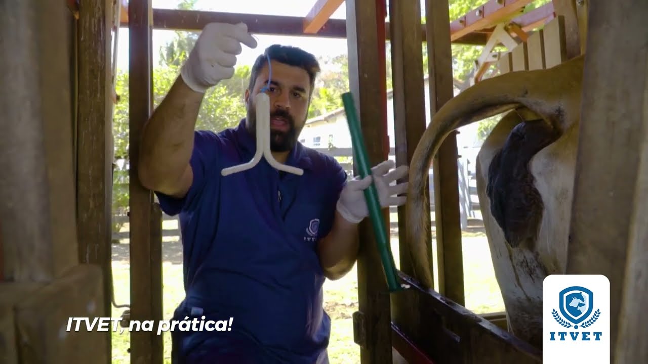 ITVET na Prática. Episódio 4 - Colocação de implante intravaginal