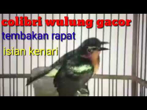 colibri wulung gacor rapat isian kenari