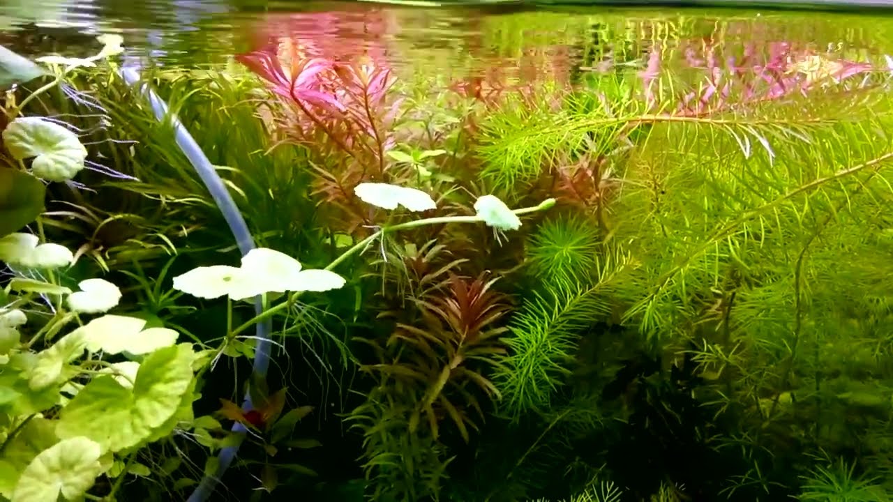 50 литровый аквариум . 10 месяцев после запуска . - YouTube