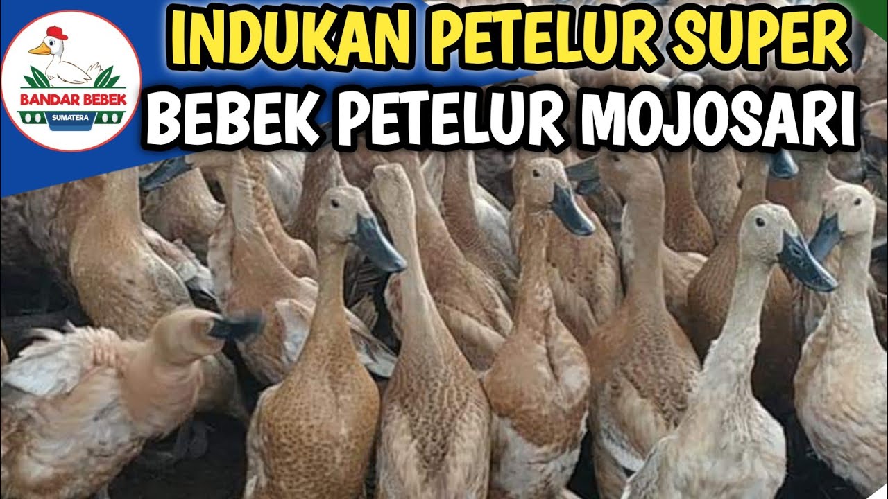 Bebek Petelur Mojosari Itik Petelur Unggul Bandar Bebek Sumatera Youtube