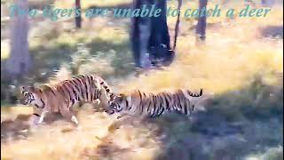TIGER ATTACK   TIGER VS DEER   TWO TIGERS CHASING TO KILL DEER   #deer #tiger #animals #dangerous