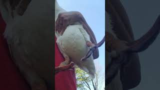 Attack Geese