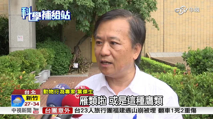 邊睡覺邊飛行! 鳥類遷徙不累秘密公開│中視新聞 20160813 - 天天要聞