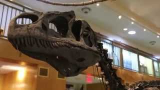 Big Al The Allosaurus At The University Of Wyoming