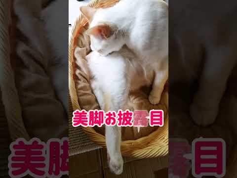 【ねこ動画】足ぴーーーーーーーーん！！！ #shorts #猫 #ボブテイル