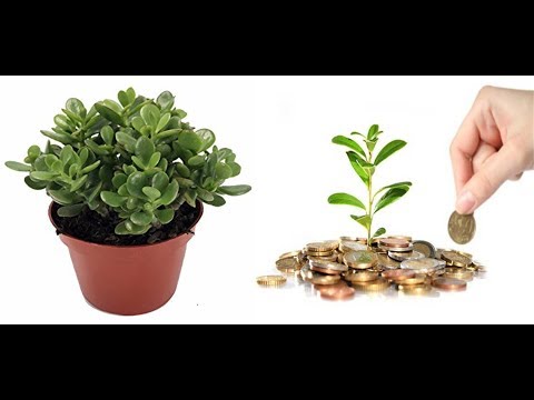 वीडियो: पौधों के लिए चुम्बक के लाभ
