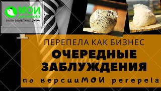 Перепела как бизнес.  Очередные заблуждения по версии МОИ перепела