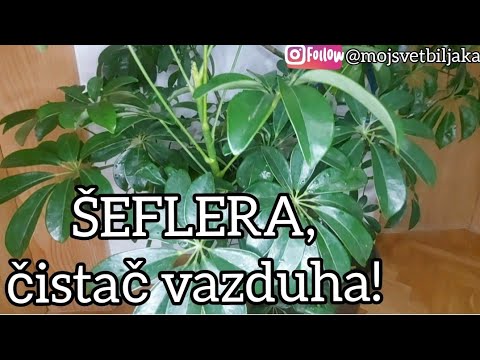 Video: Je li lako pronaći ili uzgajati smeđe cvijeće?