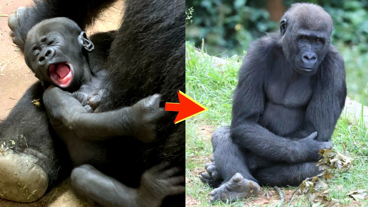 How Floyd the Gorilla Grew Up (6 Years of Cuteness!)