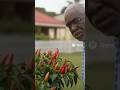 Peter the Piper #fypシ #trinidad #movies #trailer #pepper