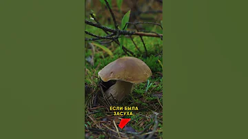 Когда нужно идти за грибами?