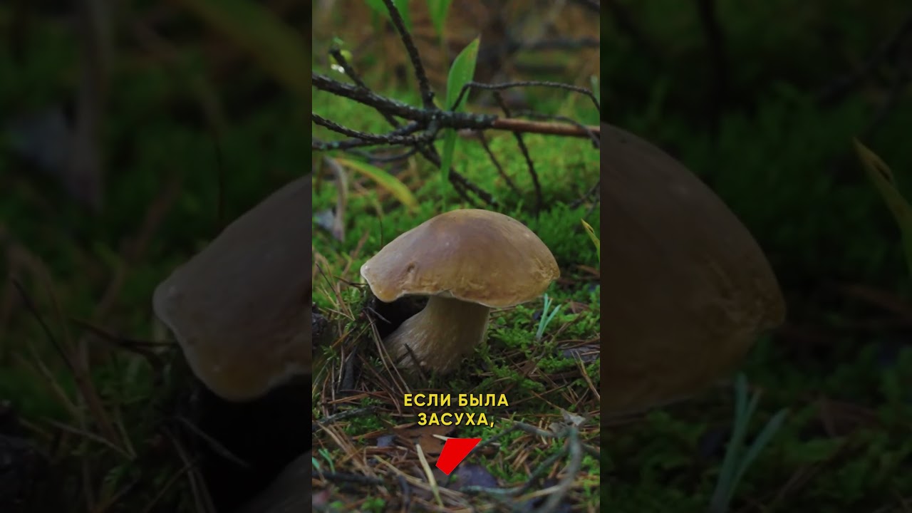 Когда нужно идти за грибами?