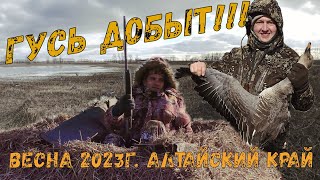 Гусиная охота на Алтае / Добыли первого гуся / Весна 2023 Алтайский край / Весенняя охота на гуся