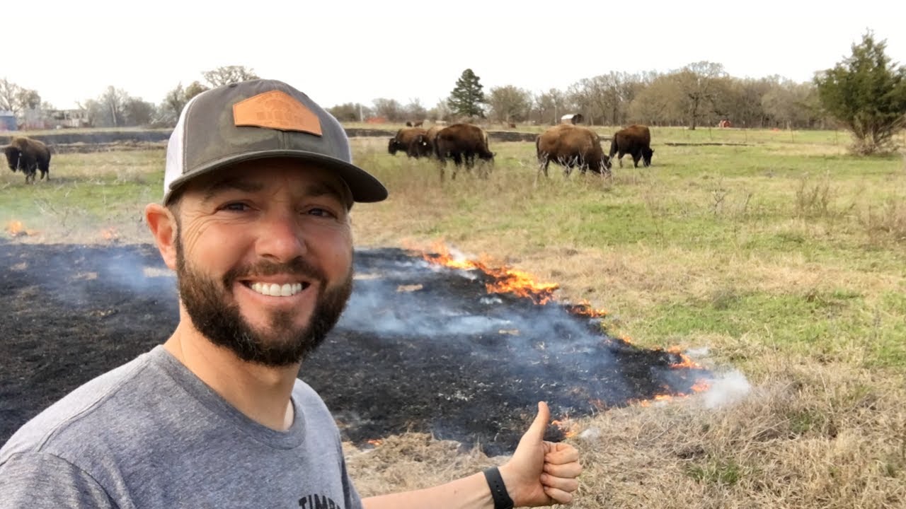 We Set Our Pasture On Fire Watch How The Bison React