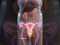 Twin Baby Development in the Womb | 3D Pregnancy Journey#WomenHealth #PregnancyJourney#BabyPlanning