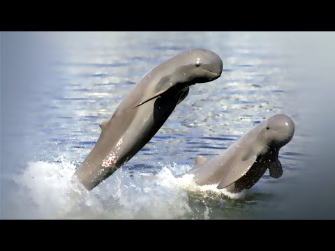 Video: Irawaddy delphin. Opis ugroženih vrsta