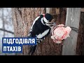 Чим краще підгодовувати птахів взимку