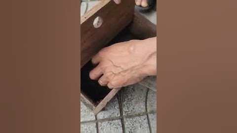 Con rắn hiền nhất Việt Nam.The gentlest snake in Vietnam