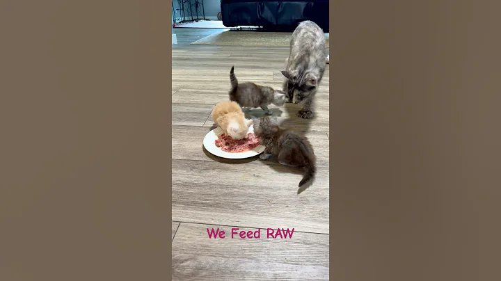 Video 10870321: mainecooncat mainecoons, mainecooncats kitten kitty, kitten eating food